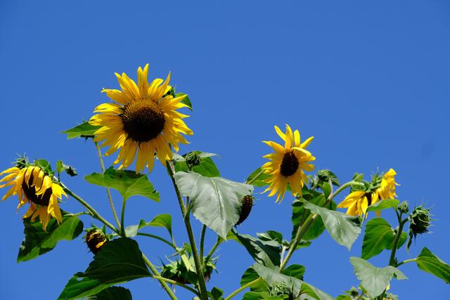 Foto: Eduard Warenik