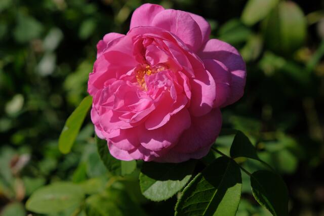 Foto: Eduard Warenik