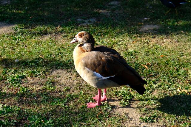 Foto: Eduard Warenik