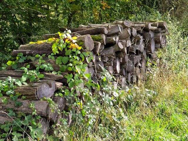Dieses Brennholz lagert hier bestimmt schon lange. Die Natur versucht es zuzudecken.  | Foto: sigischlottke