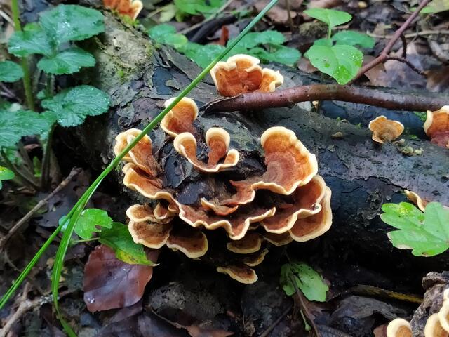 Ein hübscher Baumpilz | Foto: sigischlottke