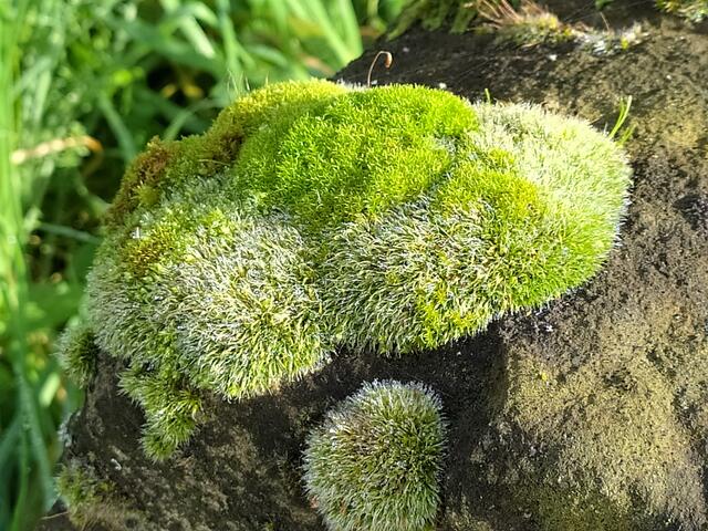 Hübsches Moos auf einem anderen alten Grenzstein | Foto: sigischlottke