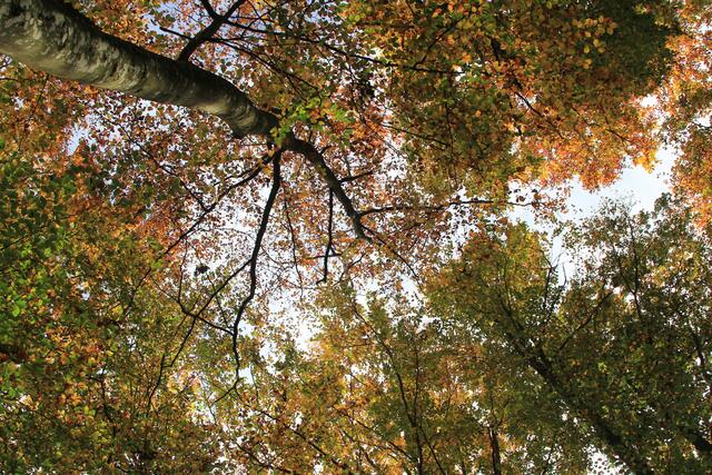 oben- die Herbstfarben🍂🍁😍 | Foto: Ralf Röser