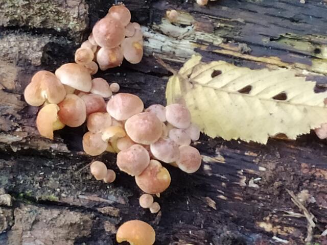 So hübsche kleine Pilzchen.  | Foto: sigischlottke