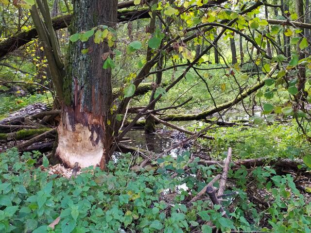 Biber am Werk.....  | Foto: sigischlottke