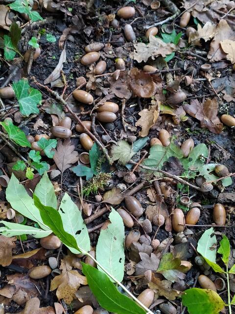 Eicheln bedecken den Pfad.  | Foto: sigischlottke