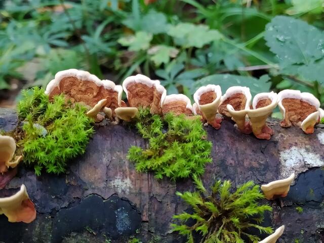 Wie lauter kleine Blüten.....  | Foto: sigischlottke