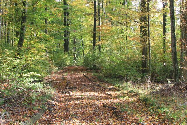 da rein und ab in die Wildnis | Foto: Ralf Röser