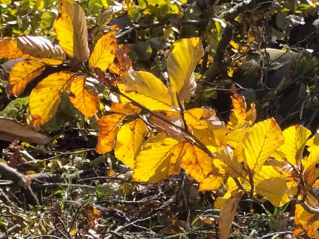 An dem Herbstlaub kann man sich nie sattsehen.  | Foto: sigischlottke