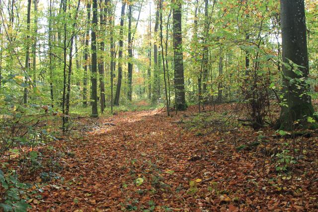 die Herbstfarben🍂🍁😍 | Foto: Ralf Röser