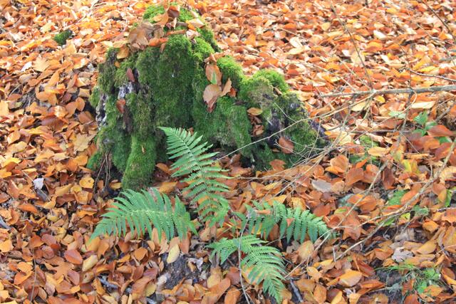 schee | Foto: Ralf Röser