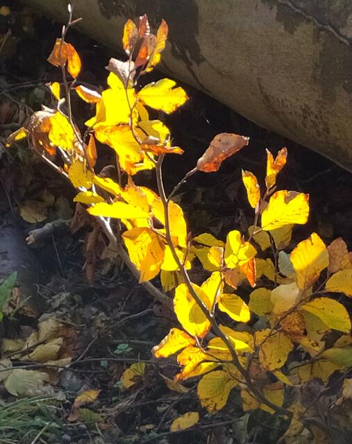 Das Herbstlaub leuchtet in der Sonne | Foto: sigischlottke