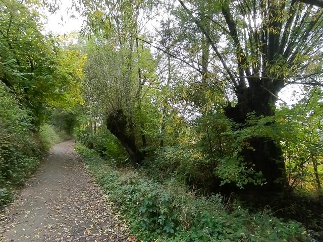 Alte Weiden stehen am Bach.  | Foto: sigischlottke