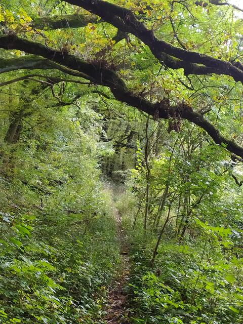 Toller wilder Pfad.  | Foto: sigischlottke