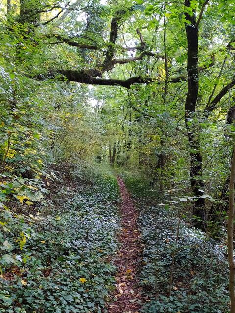 Toller wilder Pfad.  | Foto: sigischlottke