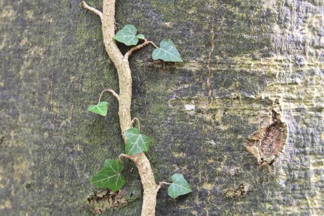 lauter 💖le | Foto: Ralf Röser