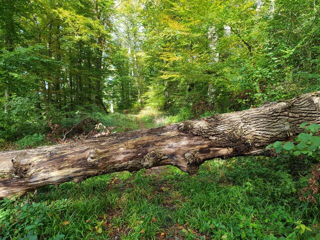 Immer wieder liegen Baumstämme auf dem Pfad.  | Foto: sigischlottke