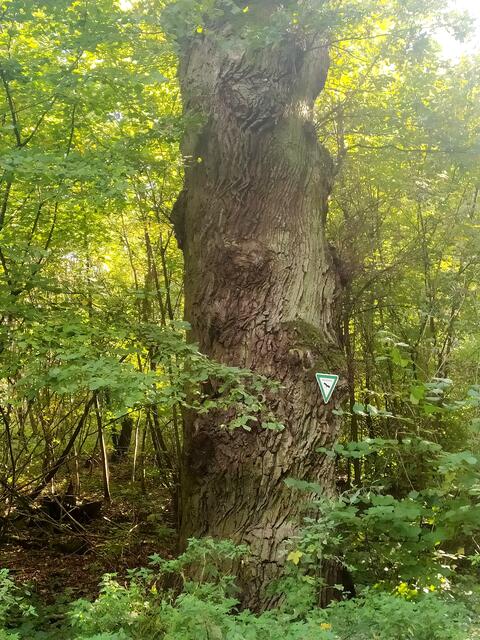 Naturdenkmal Eiche | Foto: sigischlottke