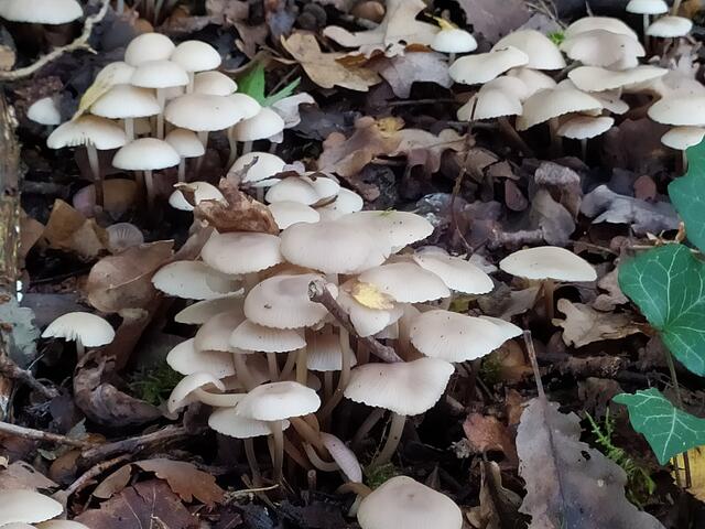 Eine Pilzkolonie | Foto: sigischlottke