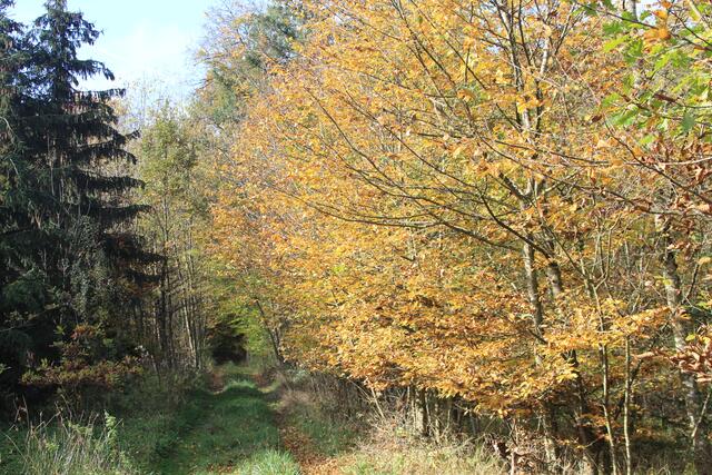die Herbstfarben🍂🍁😍 | Foto: Ralf Röser