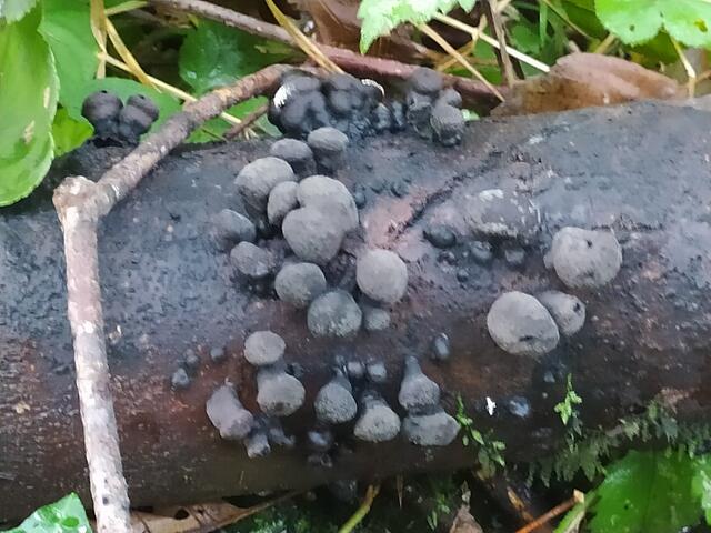 Merkwürdige schwarze Pilze. Habe ich vorher noch nie gesehen.  | Foto: sigischlottke