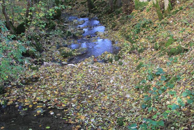 Bächle | Foto: Ralf Röser