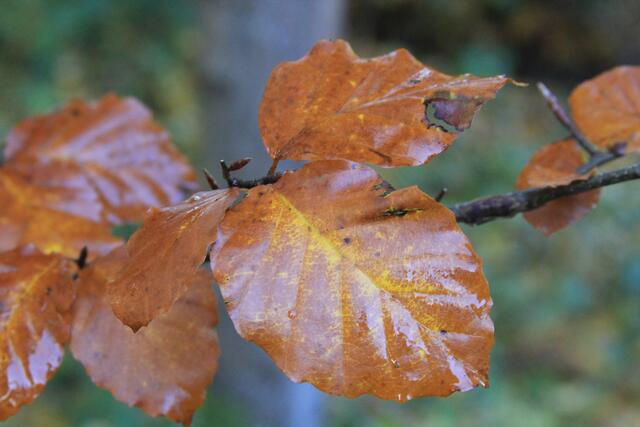 Die Herbstfarben sind einfach traumhaft🍁🍂😍🍂🍁 | Foto: Ralf Röser