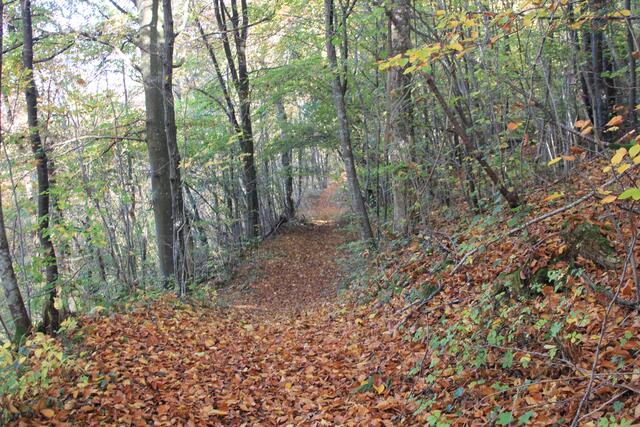 die Herbstfarben sind einfach herrlich🍁🍂😍🍂🍁 | Foto: Ralf Röser