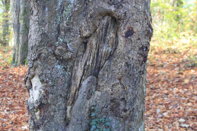 Narben | Foto: Ralf Röser