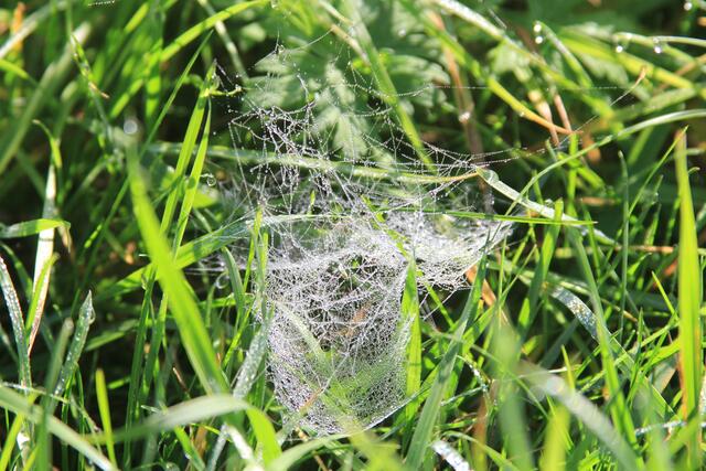 schee | Foto: Ralf Röser