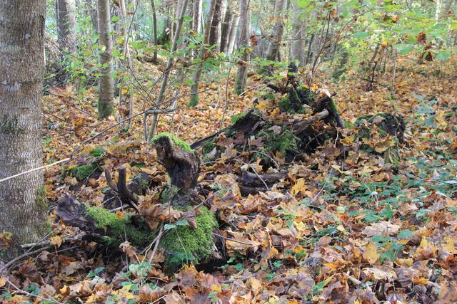 cool | Foto: Ralf Röser