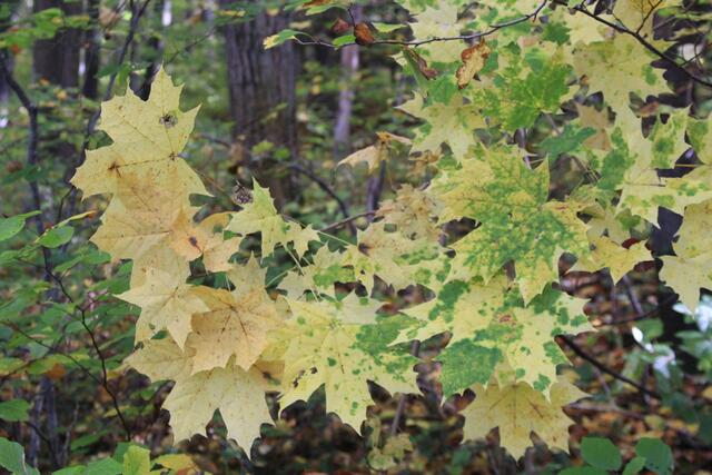 noch bissle bleich | Foto: Ralf Röser