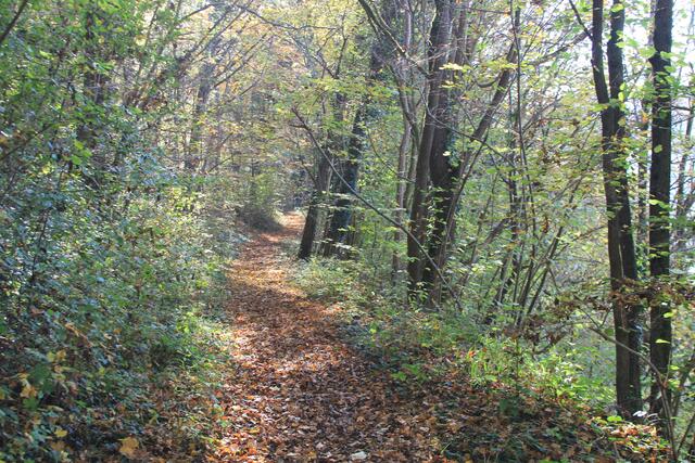 die Herbstfarben sind einfach herrlich🍁🍂😍🍂🍁 | Foto: Ralf Röser