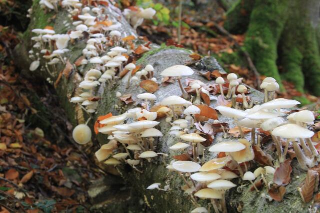 wow | Foto: Ralf Röser