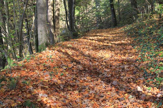 die Herbstfarben sind einfach herrlich🍁🍂😍🍂🍁 | Foto: Ralf Röser
