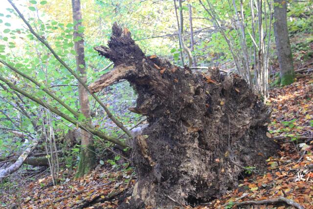 uiui | Foto: Ralf Röser