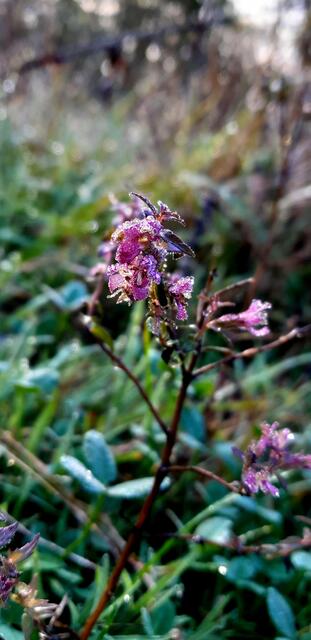 Zahntrost, blüht regelmäßig von Juli bis September | Foto: WandernGabyErich