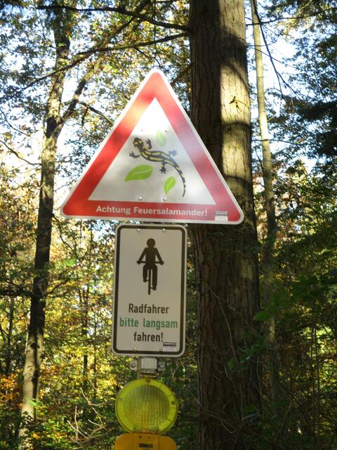 Leider funktioniert das nicht, wir fanden zwei überfahrene Salamander | Foto: WandernGabyErich