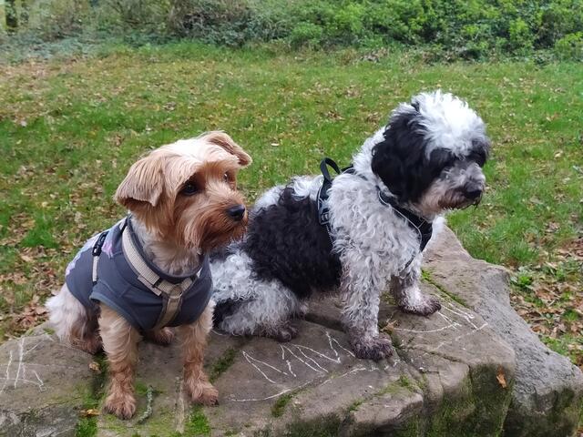 Die wilde Lilly hat nun einen Wandergefährten bekommen - den lieben Zorro. Er begleitet unsere Truppe nun auch. Der dritte Hund im Bunde - Vicky - ist heute nicht dabei. Wir freuen uns sehr über unsere Wanderhunde 😄.  | Foto: sigischlottke