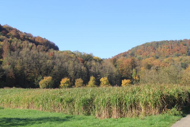 Miscantus | Foto: Ralf Röser