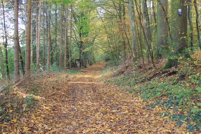 Die Herbstfarben sind einfach traumhaft🍁🍂😍🍂🍁 | Foto: Ralf Röser
