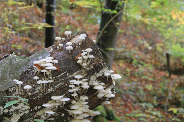 so viele | Foto: Ralf Röser