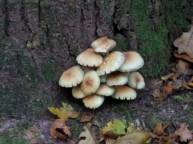 Hübsche Baumpilze | Foto: sigischlottke