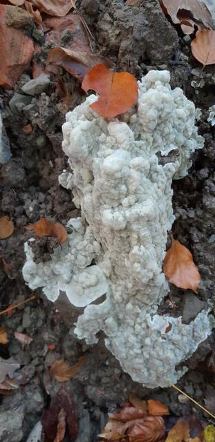 Schleimpilz oder Flechte? | Foto: WandernGabyErich