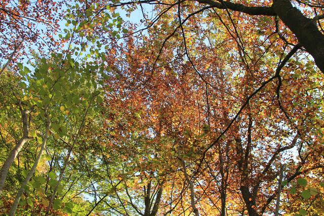 die Herbstfarben sind einfach herrlich🍁🍂😍🍂🍁 | Foto: Ralf Röser