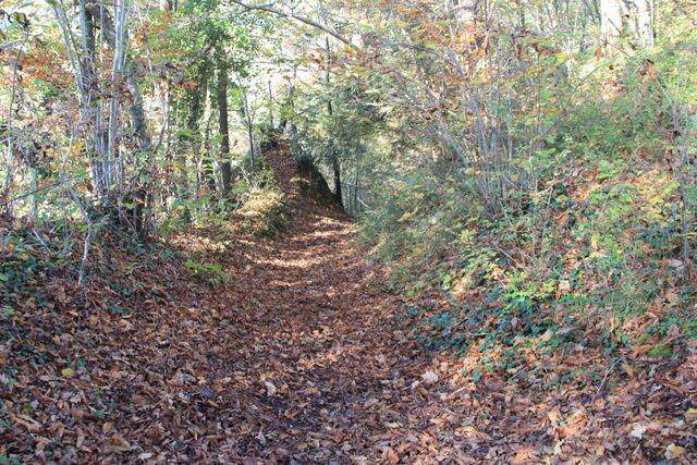 die Herbstfarben sind einfach herrlich🍁🍂😍🍂🍁 | Foto: Ralf Röser