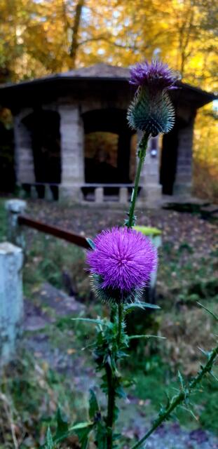 Kratzdistel am Pavillon | Foto: WandernGabyErich