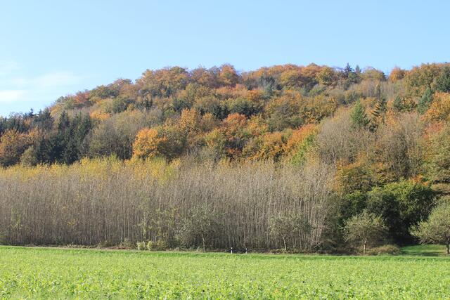Die Herbstfarben sind einfach traumhaft🍁🍂😍🍂🍁 | Foto: Ralf Röser