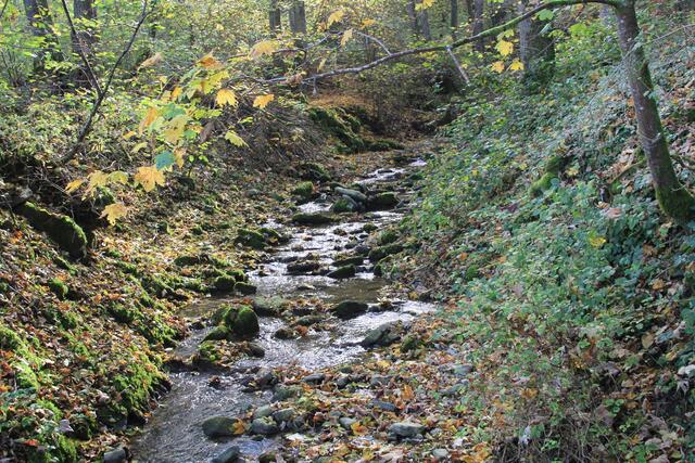 Bächle | Foto: Ralf Röser