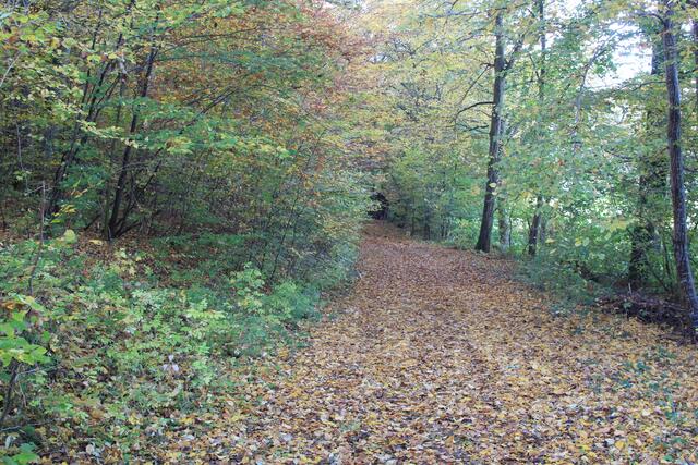 Die Herbstfarben sind einfach traumhaft🍁🍂😍🍂🍁 | Foto: Ralf Röser